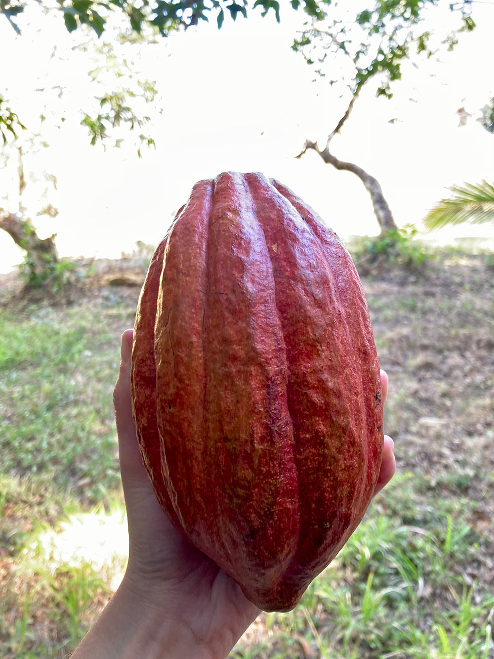 Limited Edition 08 - 100% Dark Chocolate