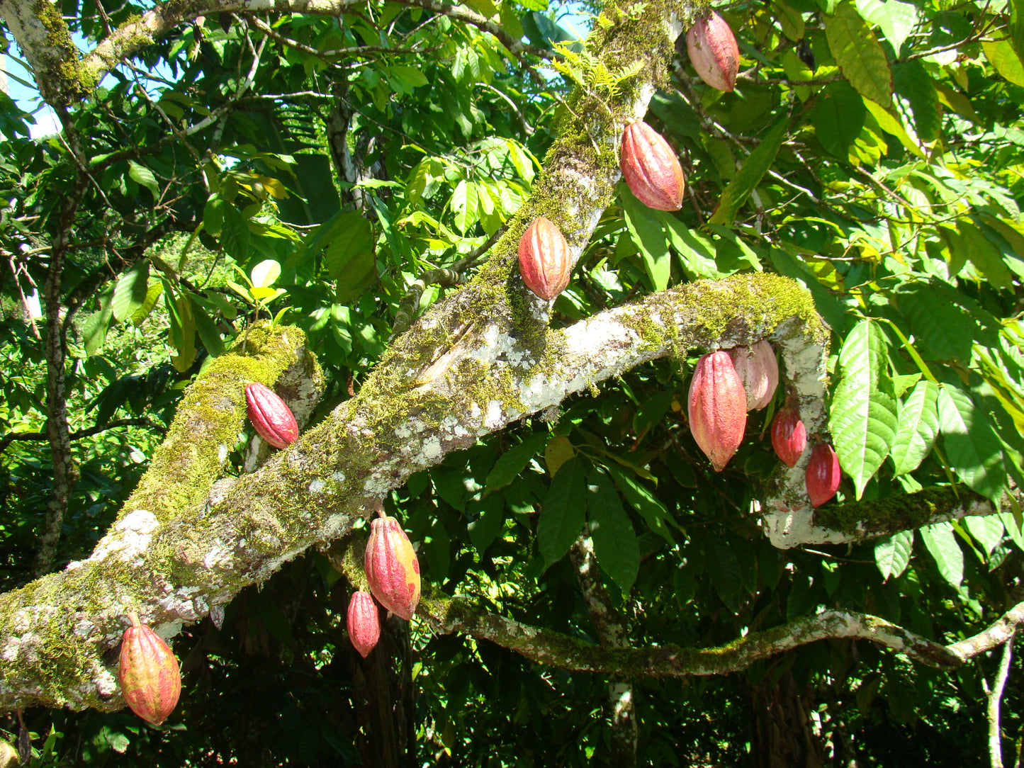 Dominican Republic Non-Alkalised Cocoa Powder
