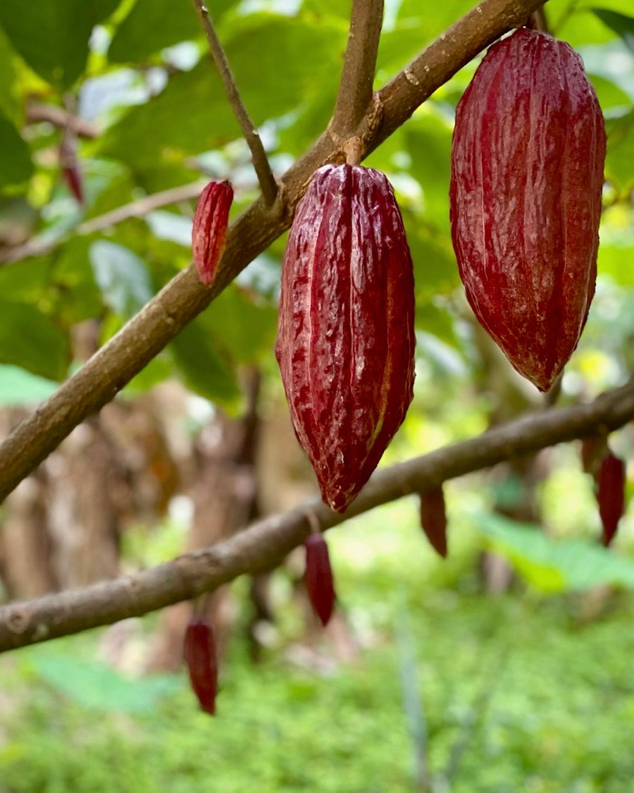 Limited Edition 09 - 58% Dark Milk Chocolate